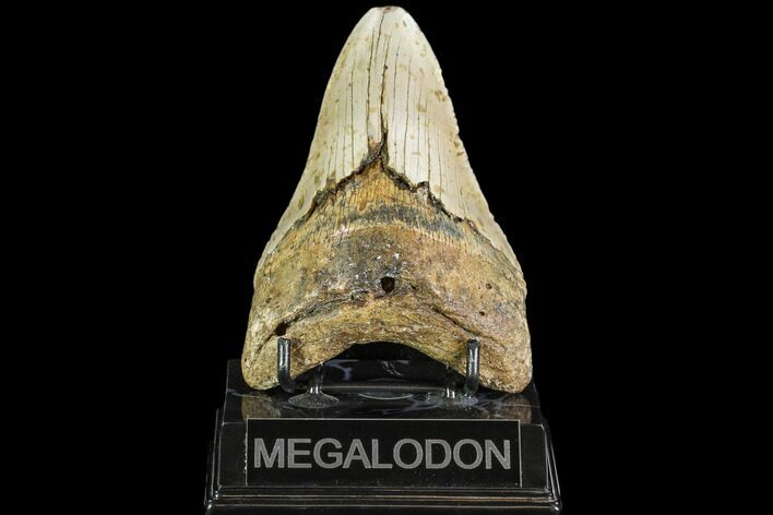 Fossil Megalodon Tooth - North Carolina #108974